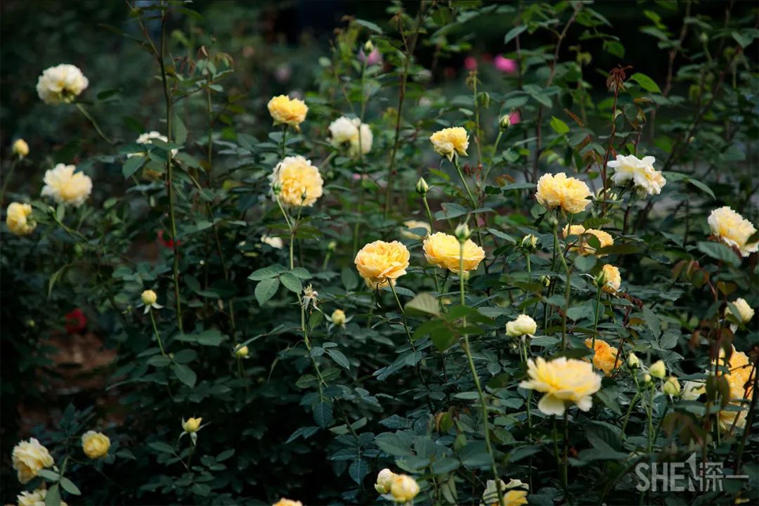 疫情期间免费开放的公园,疫情期间开放的公园有哪些