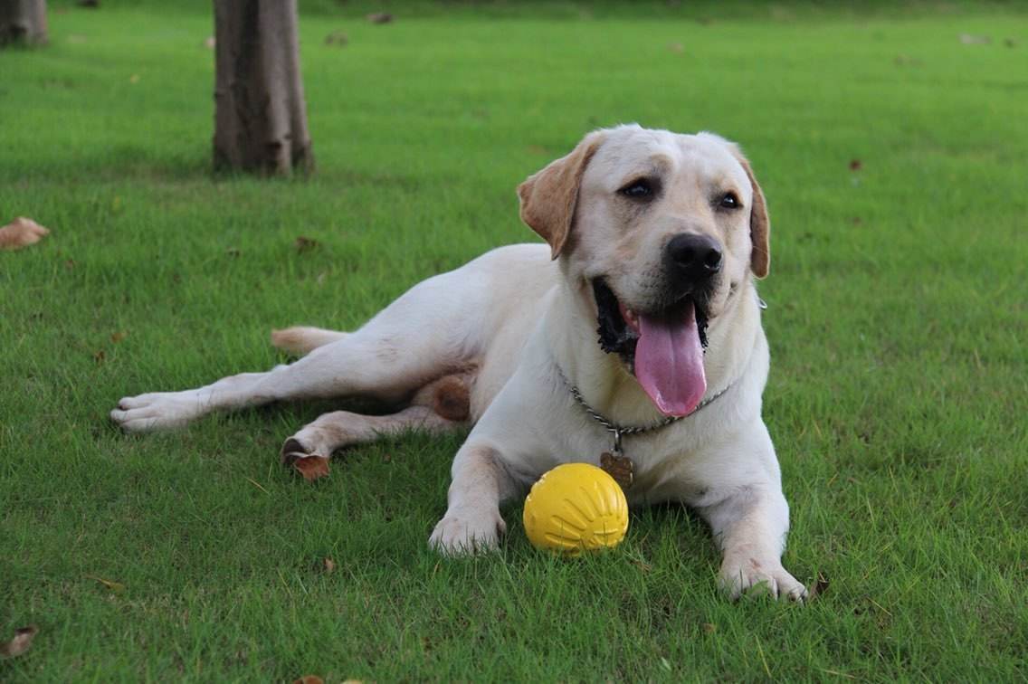 狗狗拉稀怎么办最有效的方法,狗狗拉稀怎么办快速解决方法