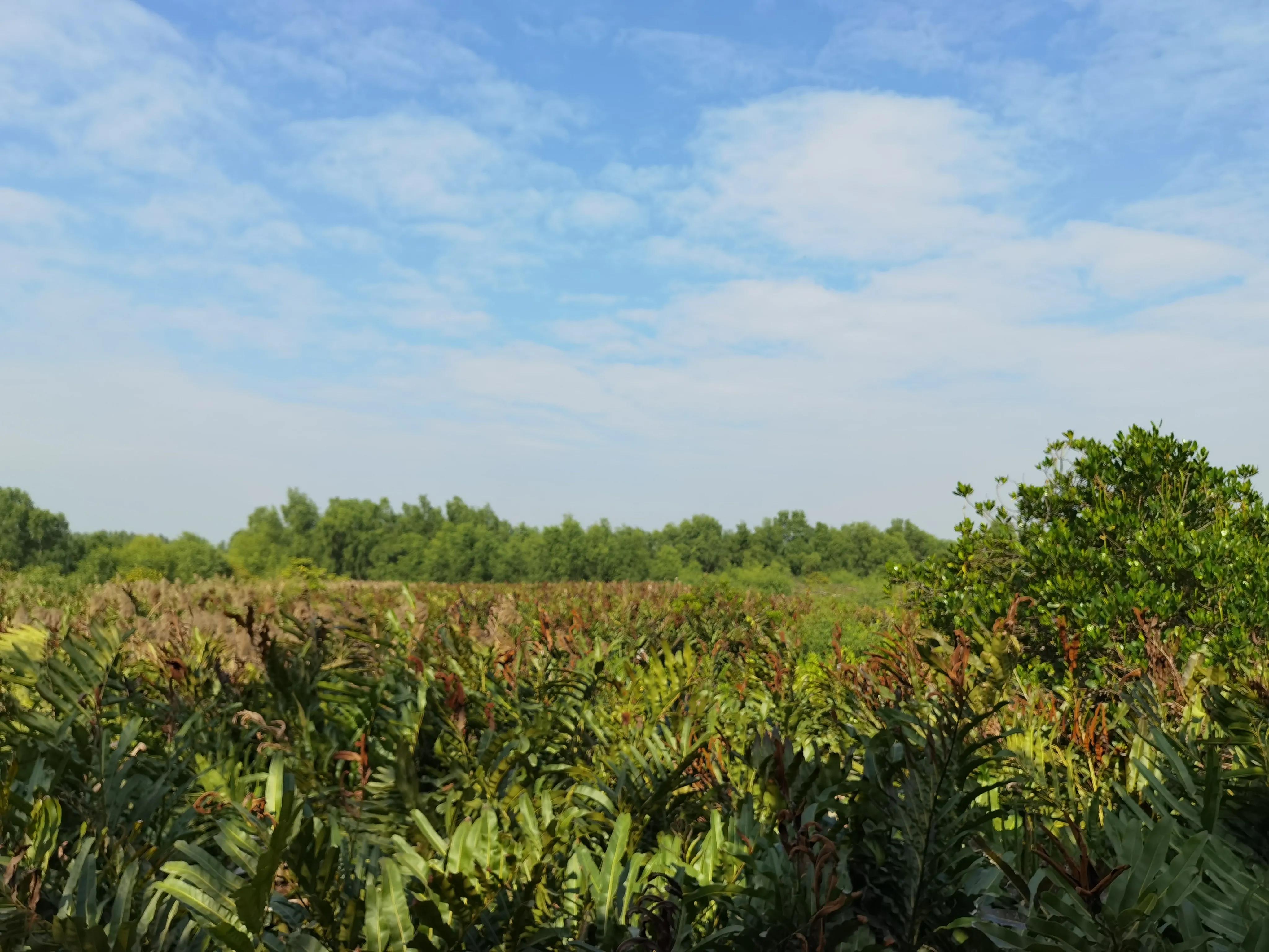 珠海淇澳岛红树林攻略,珠海桂山岛3天二夜的旅游攻略