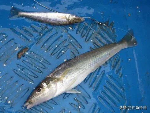 沙尖鱼钓法视频教程,沙尖鱼怎么钓用几号钩