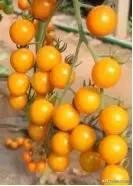 番茄烂果专用药,番茄烂用什么药