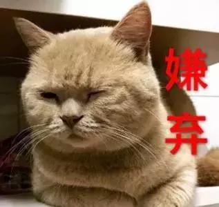 5000以上的自动猫砂盆,给猫买好多碗