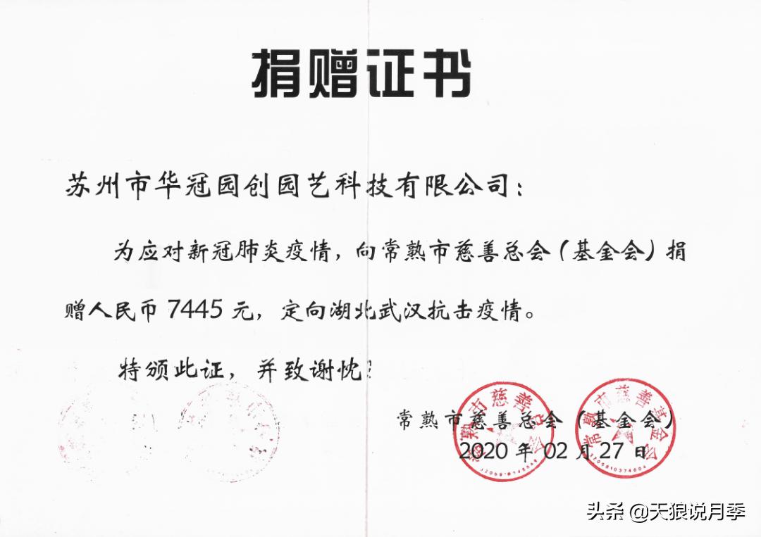 2022年天狼月季新品,月季天狼新品曝光