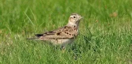 百灵鸟多久能看出公母,百灵鸟公母分辨十二招求回答