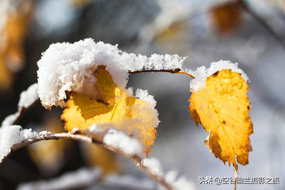 在莫尔道嘎，我遇见了最美的秋雪