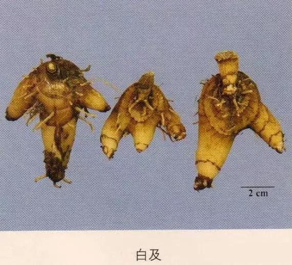 中药材图片大全大图带药名,200多味中药材图谱带图