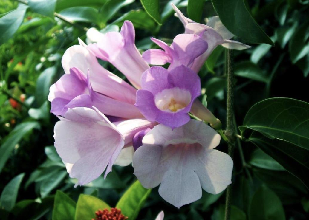 室内阳台适合养的爬墙的花,这6种花养在家里颜值高还好养活