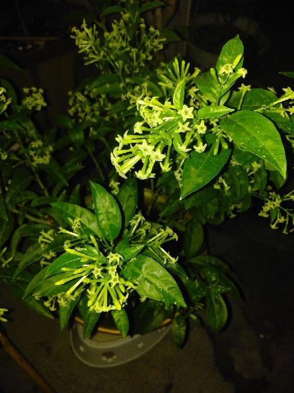 什么植物驱蚊种家里最好,家里养什么植物好驱蚊