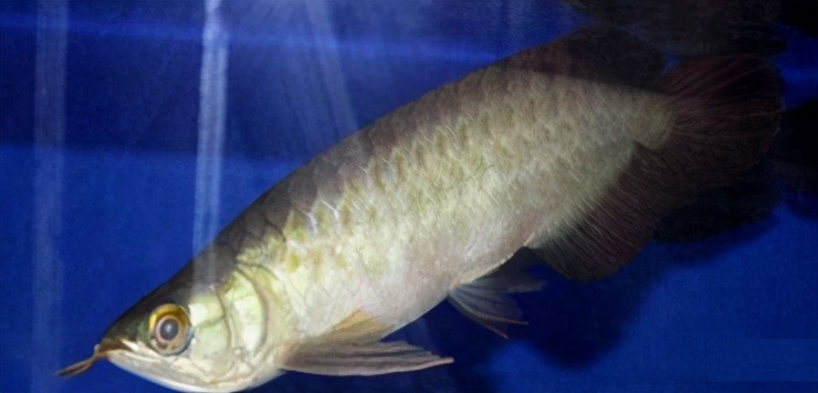 龙鱼常见疾病及治疗方法,龙鱼疾病找哪里救治