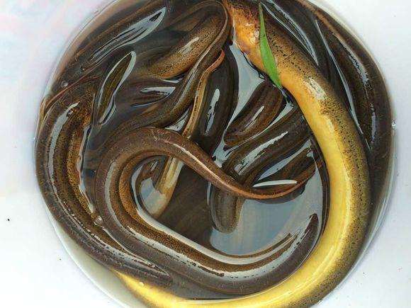 捕鳝鱼的方法与技巧,田里捉鳝鱼的做法