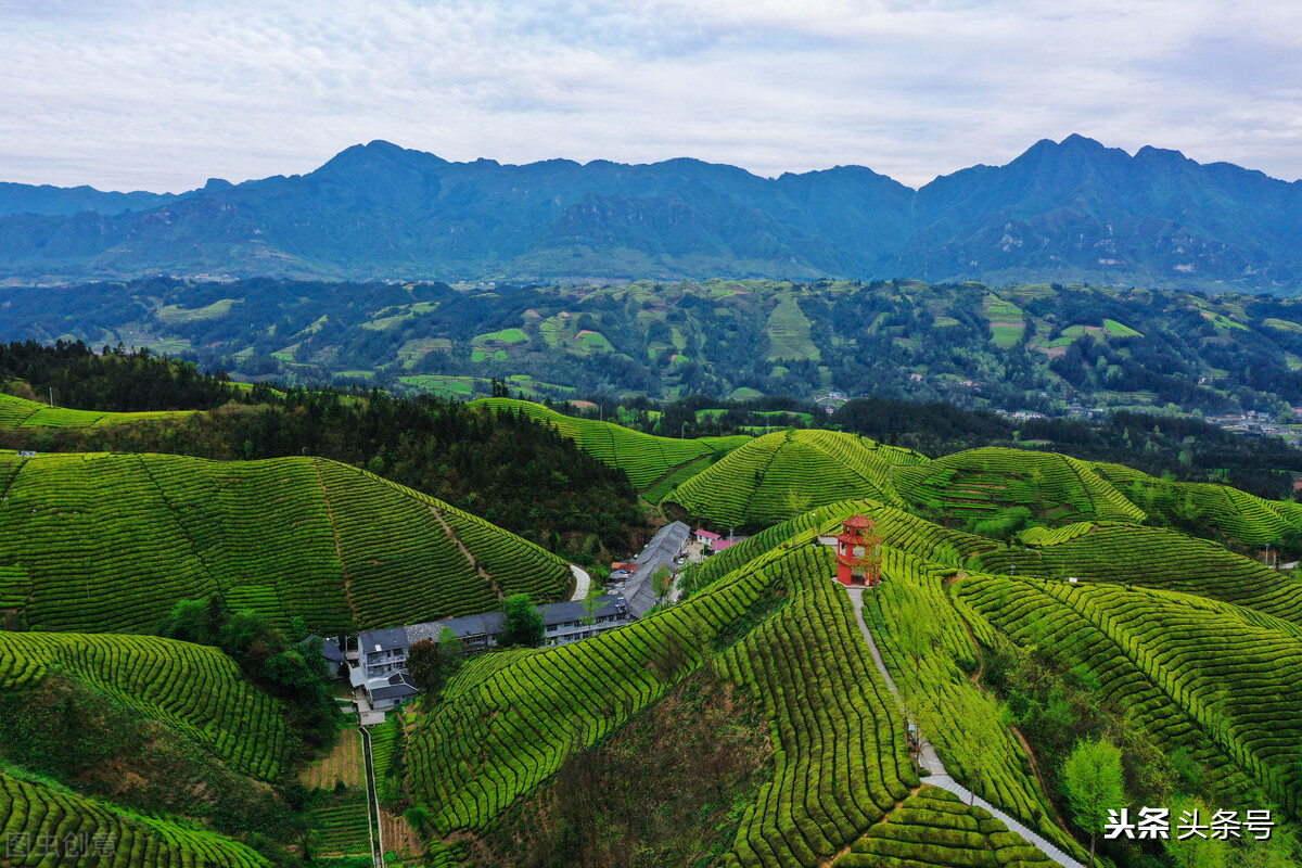 秋天干燥喝什么茶好喝,秋天喝什么茶润肺祛燥