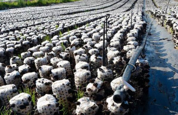 东北黑木耳大棚种植技术与管理,种植黑木耳大棚和地里哪个产量高