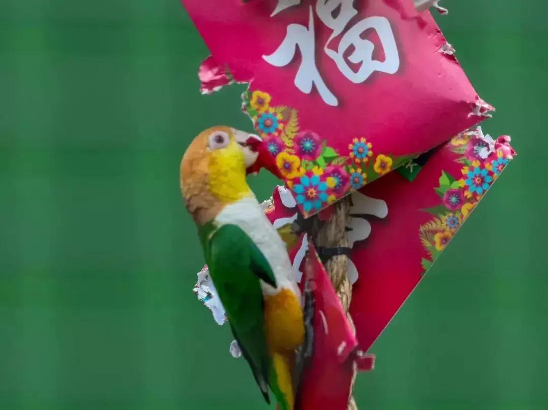 新加坡动物园周末,新加坡旅游攻略动物园