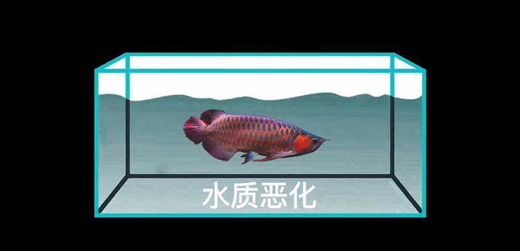 都是干旱惹来的祸,都是水惹的祸