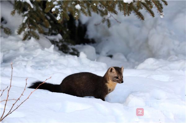 吉林省延边发现紫貂,长白山拍到野生紫貂