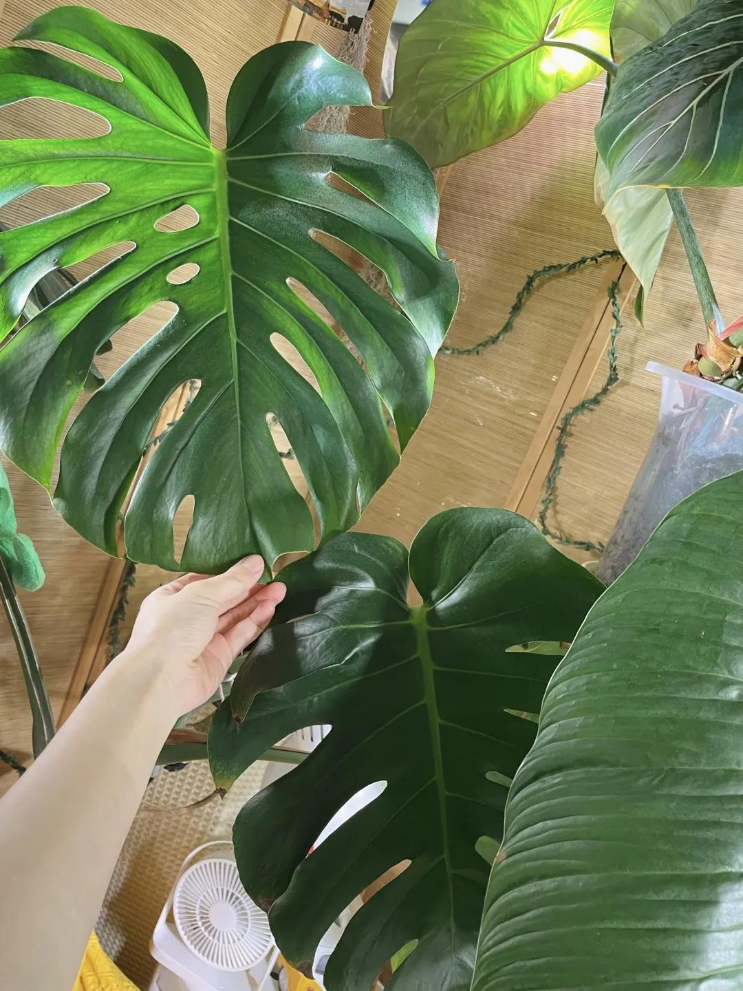 没花园怎么种花？从东北到广东，4位大神在室内种出植物园，绝美