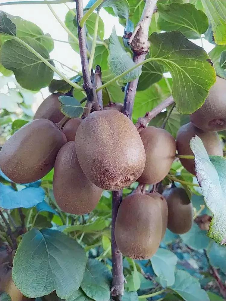 金秋采摘正当时!山东这十种田间美味错过再等一年!