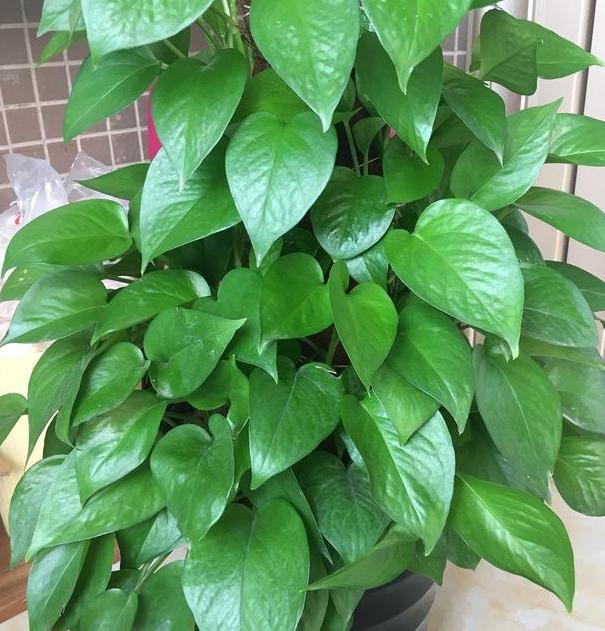 绿萝怎么养成叶片大,绿萝如何让叶片油绿发亮