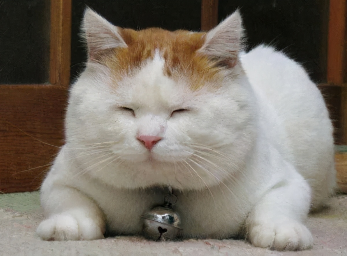 卡通猫咪微笑图片,微笑的猫咪表情包