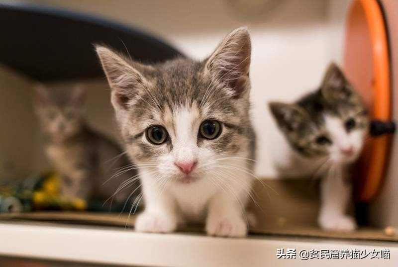 人猫交流真正实现了吗,猫咪交流软件真的有用吗