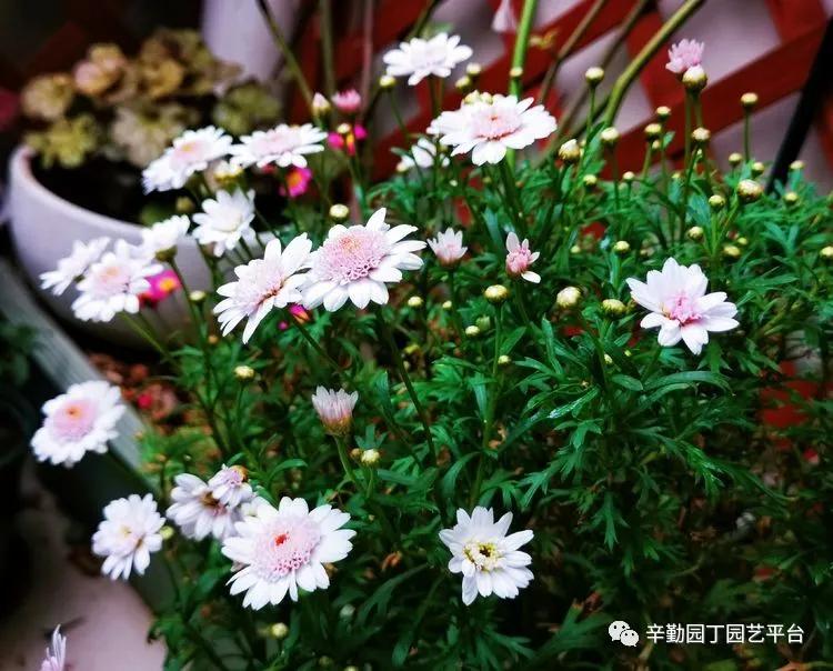 （2021）园丁奖阳台组《008号》星星的花园