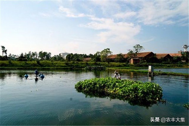 鱼塘里种空心菜可以净化水质吗,鱼塘种植空心菜