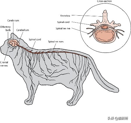 为什么猫咪捕猎尾巴一直动,猫老是追尾巴跑