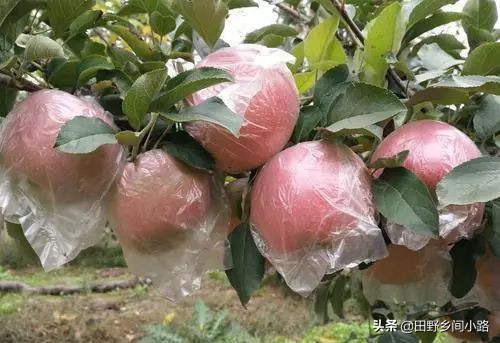 苹果种植技术哪里最好视频,苹果种植技术施肥讲解