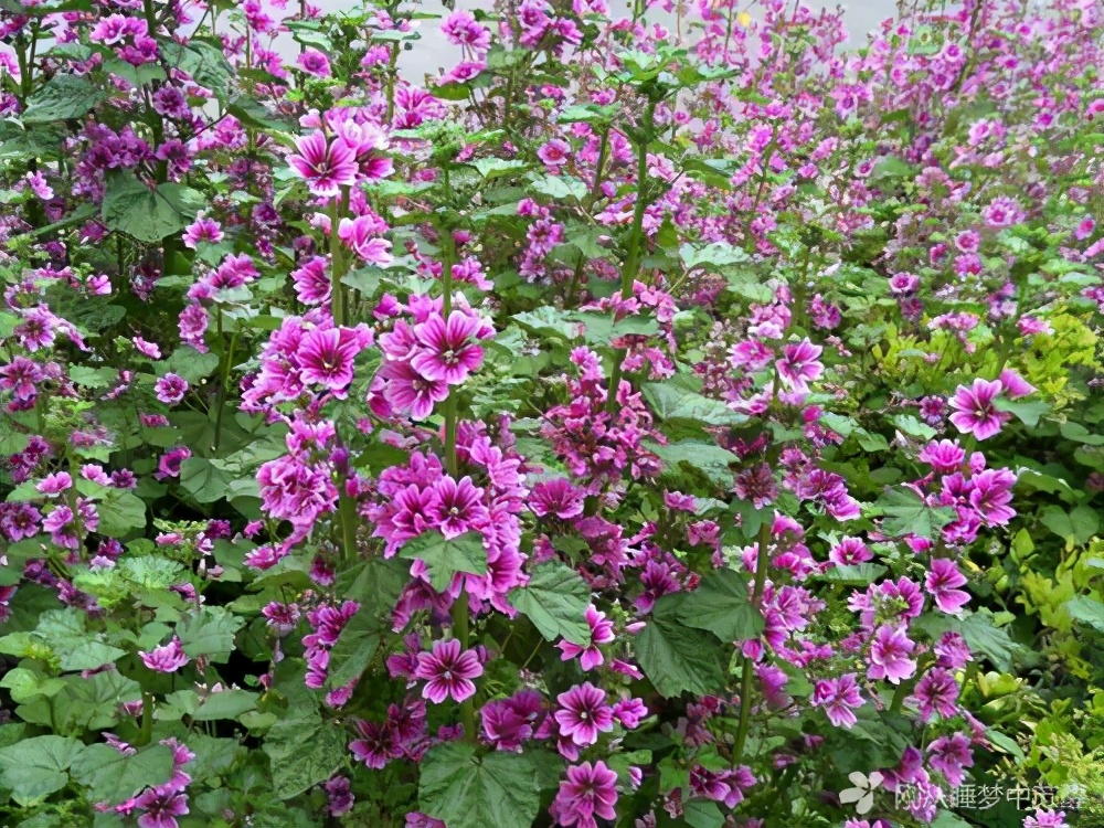 绿山墙的安妮目录概括,绿山墙的安妮全书梗概