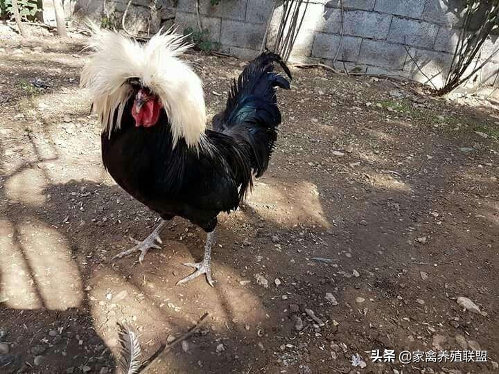 养鸡10种赚钱方法,小伙养鸡有绝招一年净赚上千万