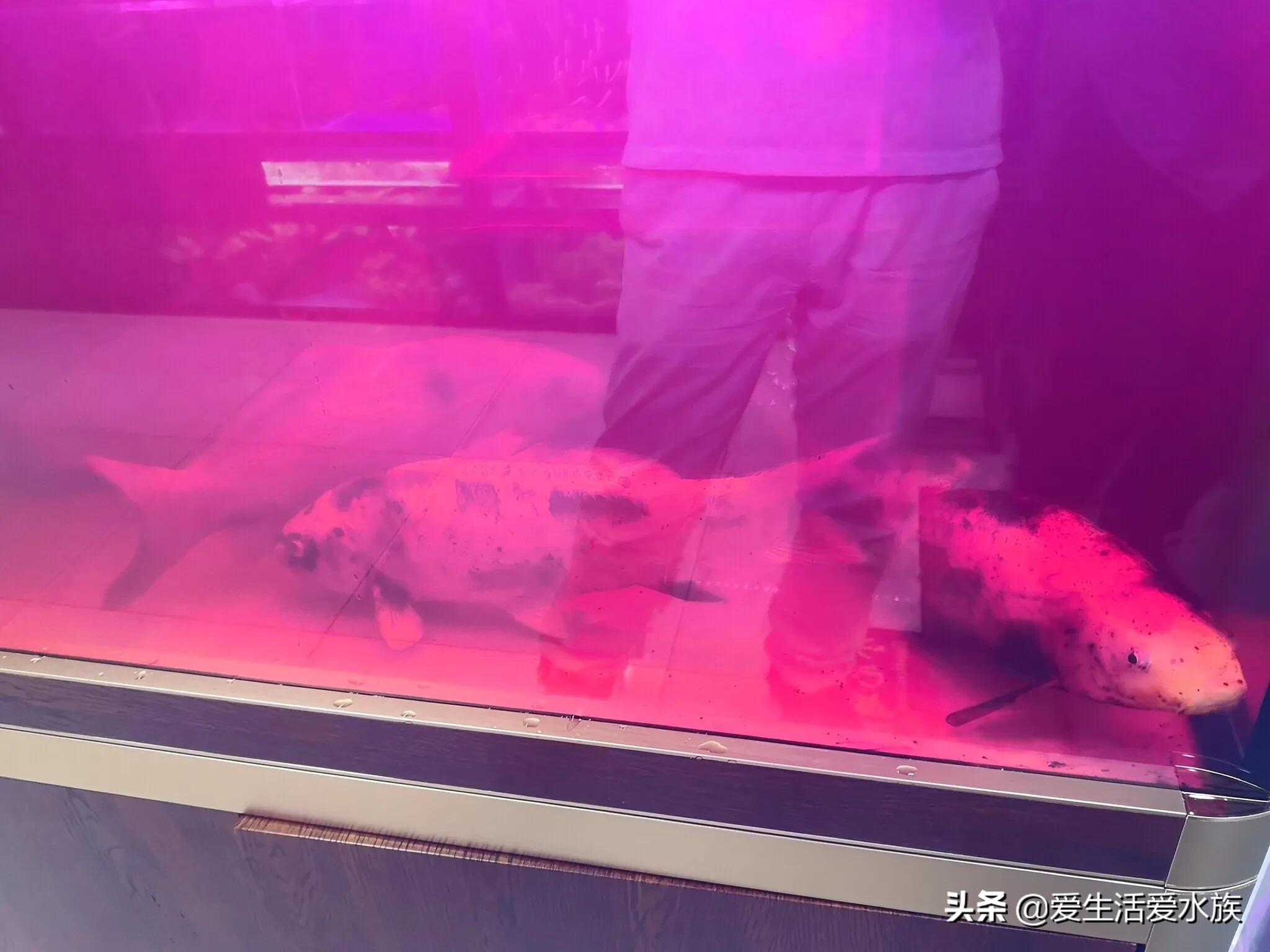 锦鲤身体烂能治好吗,锦鲤治病期间为啥不喂食了