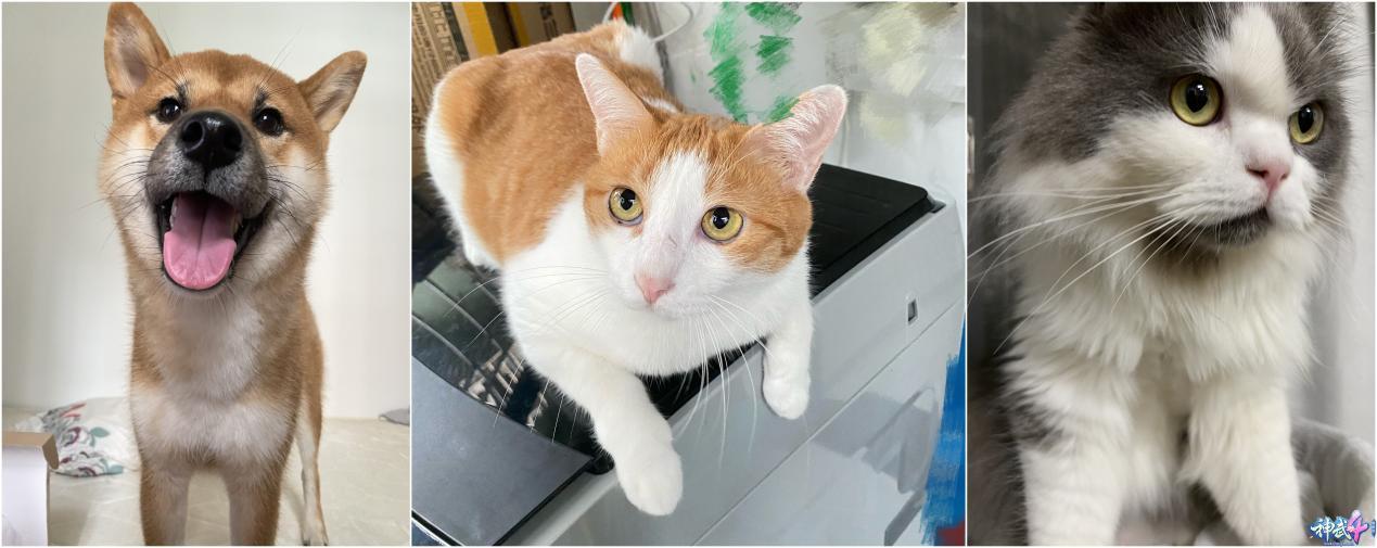 绁炴娆㈡,绁炴鎵竼璧疯埅