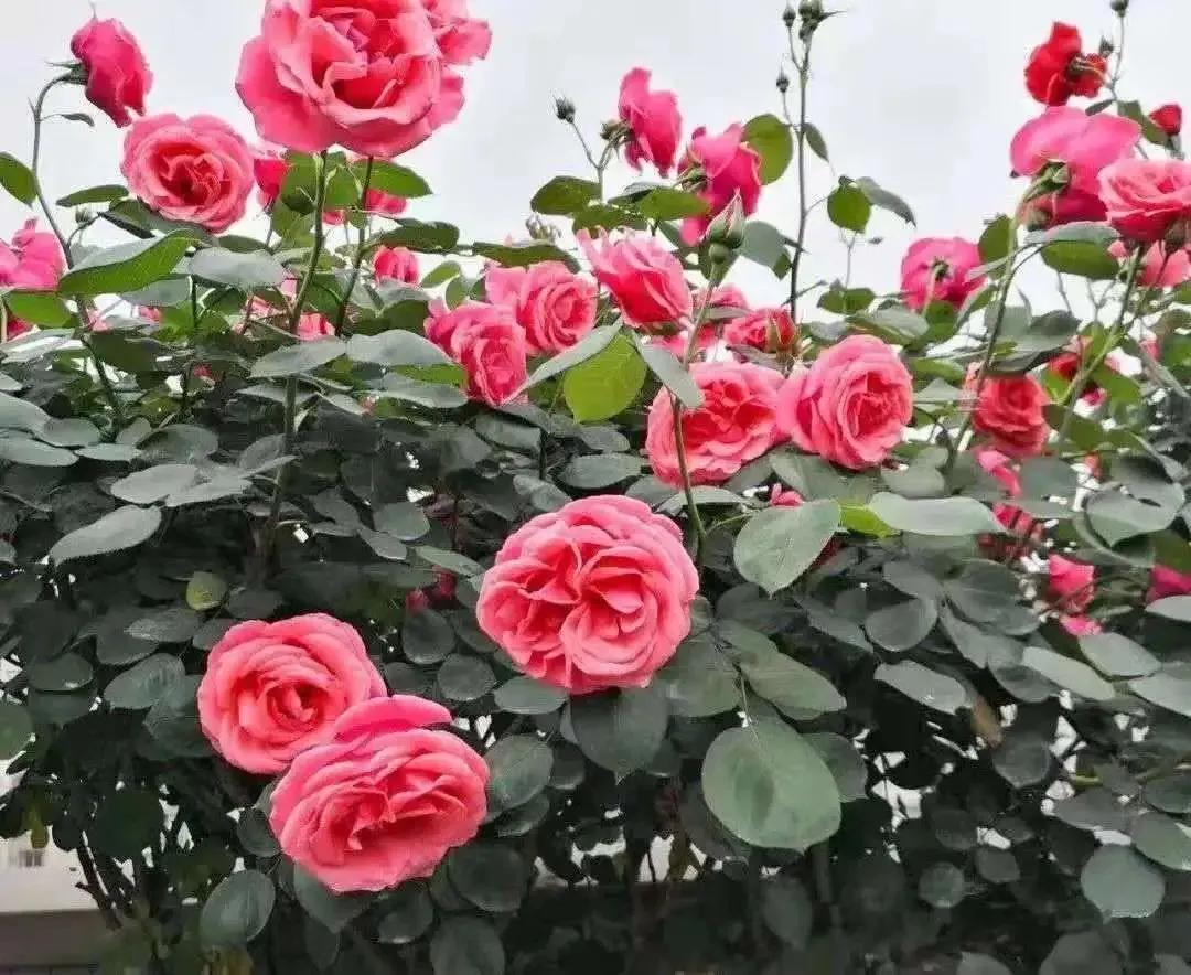 战旗村妈妈农庄,到战旗村妈妈农庄怎么走