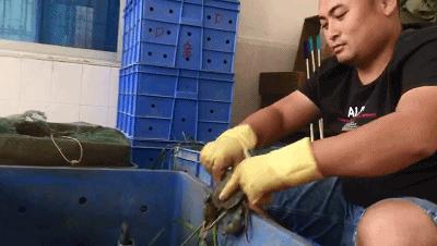 鲜活花盖蟹海鲜直播卖货,新鲜海蟹直播卖货