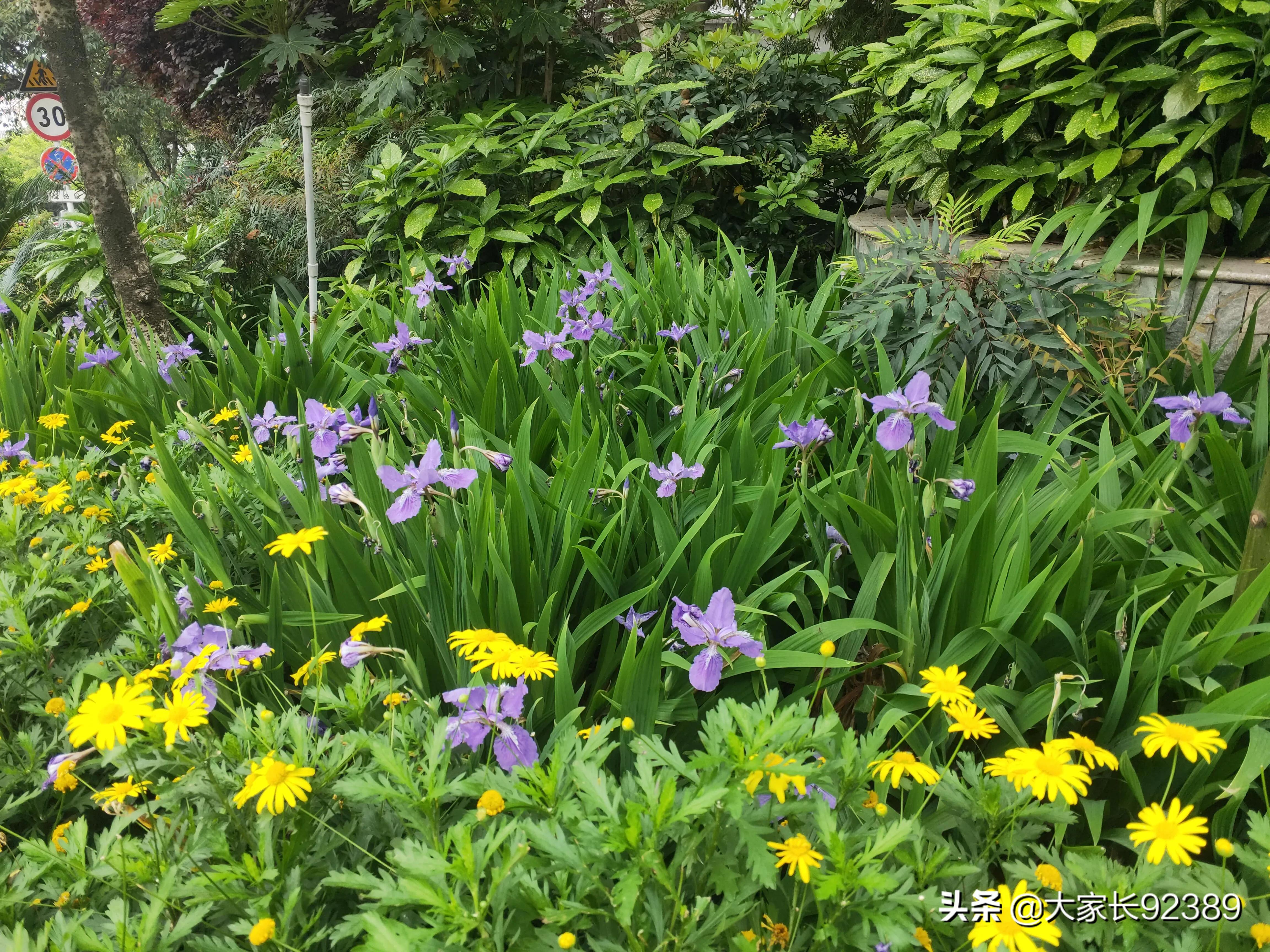 紫色的的英语,紫色的诗歌赏析