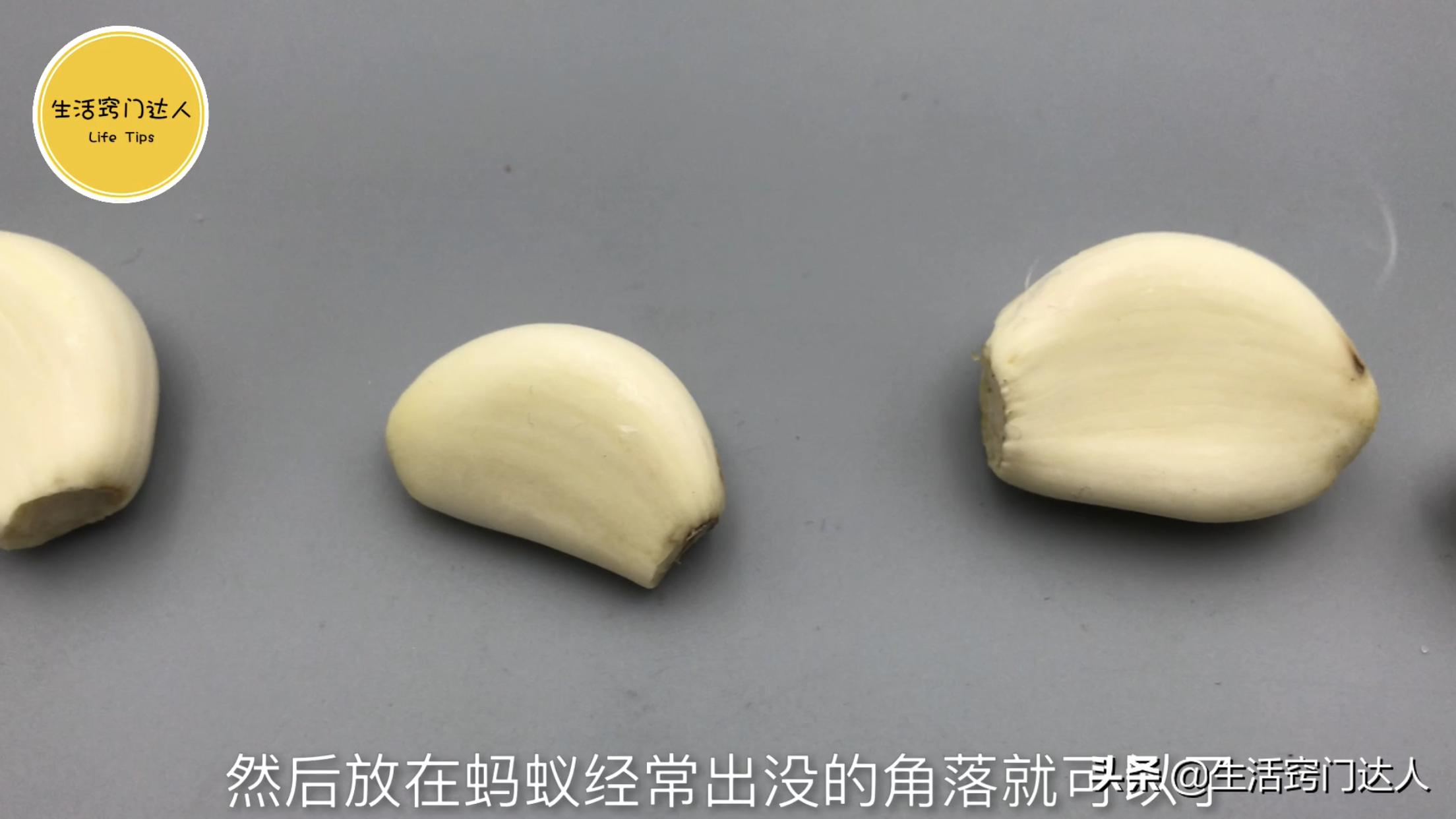 用开水烫蚂蚁有用吗,别用开水烧蚂蚁