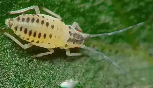 蔬菜害虫最佳防治方法,如何自制杀虫剂防治蔬菜害虫