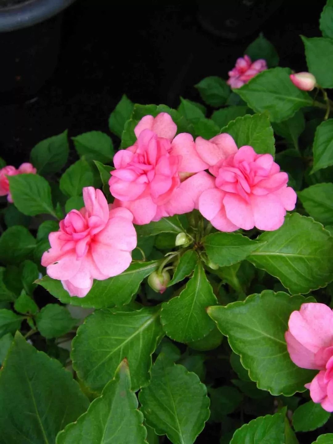 我准备在阳台种一盆非洲凤仙，谁知种着种着成了一阳台凤仙花