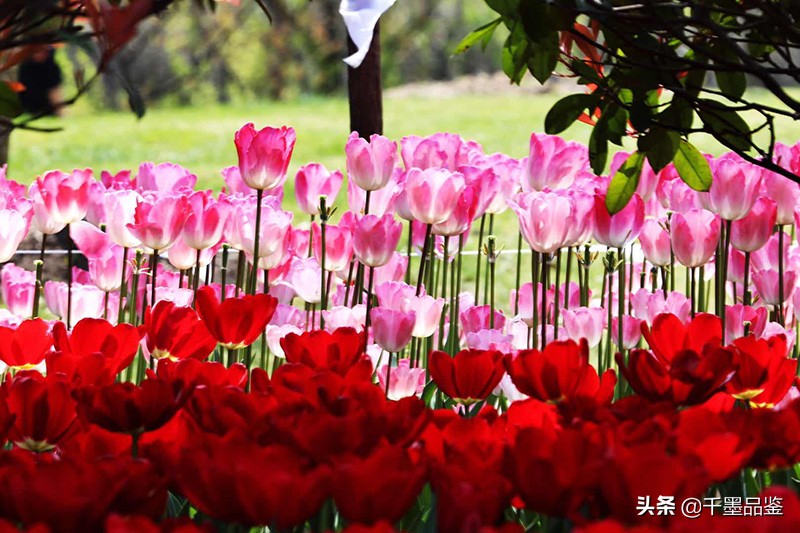 静物摄影作品欣赏郁金香,郁金香的摄影作品欣赏