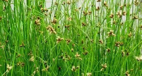 防治杂草最有效的方法,常见十大抗性杂草的除草方案