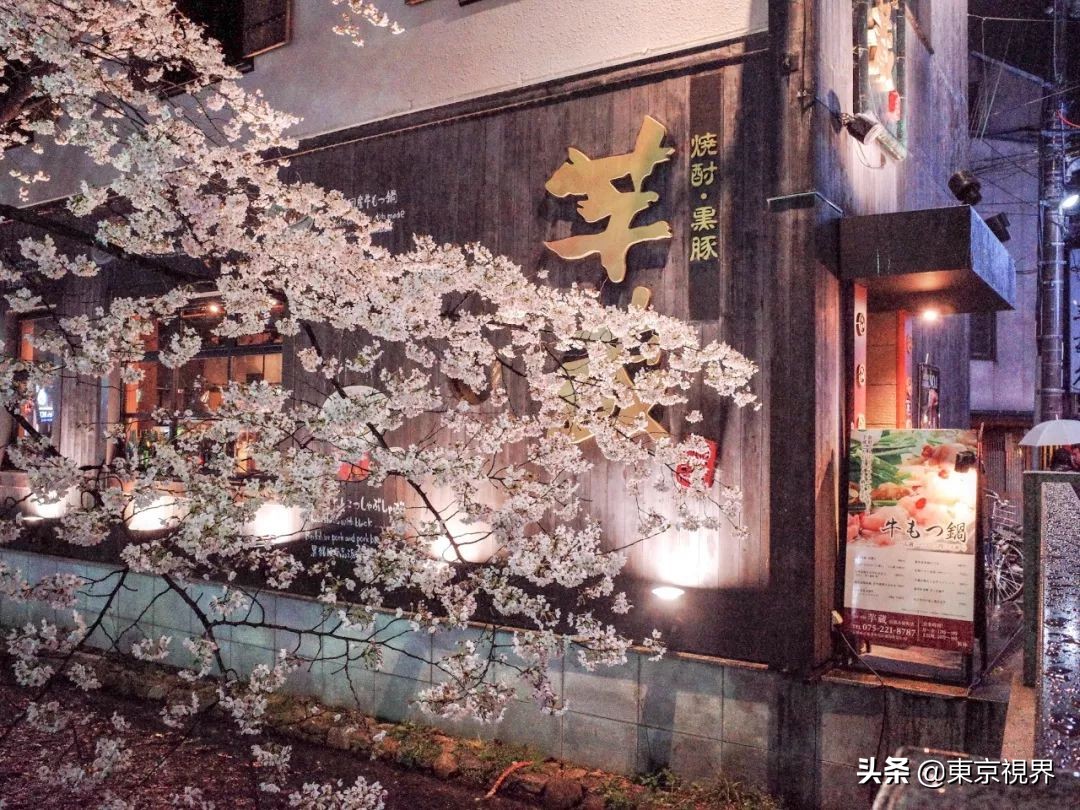 我在京都，攒下一整个春日的绝美樱色送给你。