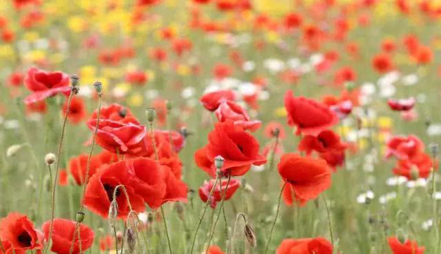 衡水市公安局回放记录,衡水冀州中学杀人案警方通告