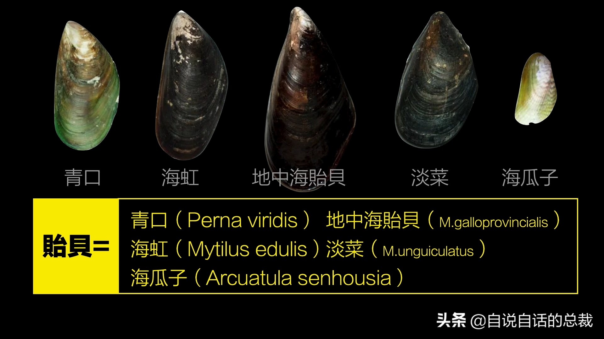 蚬蚌蛏的区别是什么,蚶子蛤蜊蚬子区别