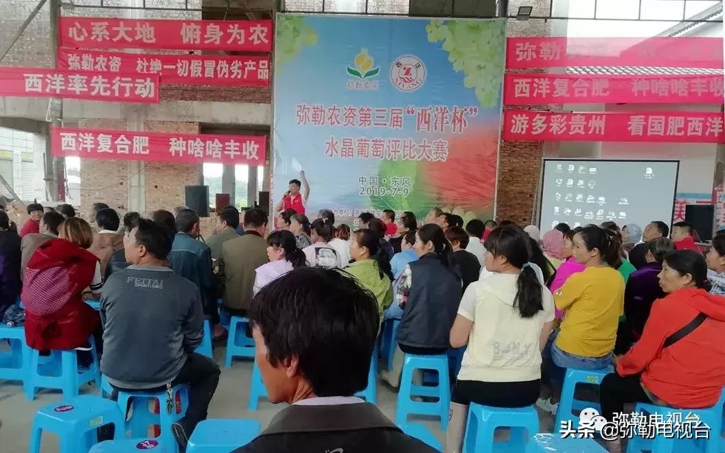 弥勒葡萄价格,弥勒葡萄卖5元一颗