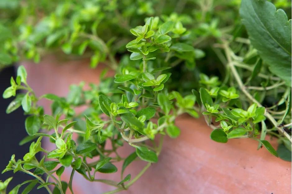 观花草本植物推荐,最具观赏性的观叶植物
