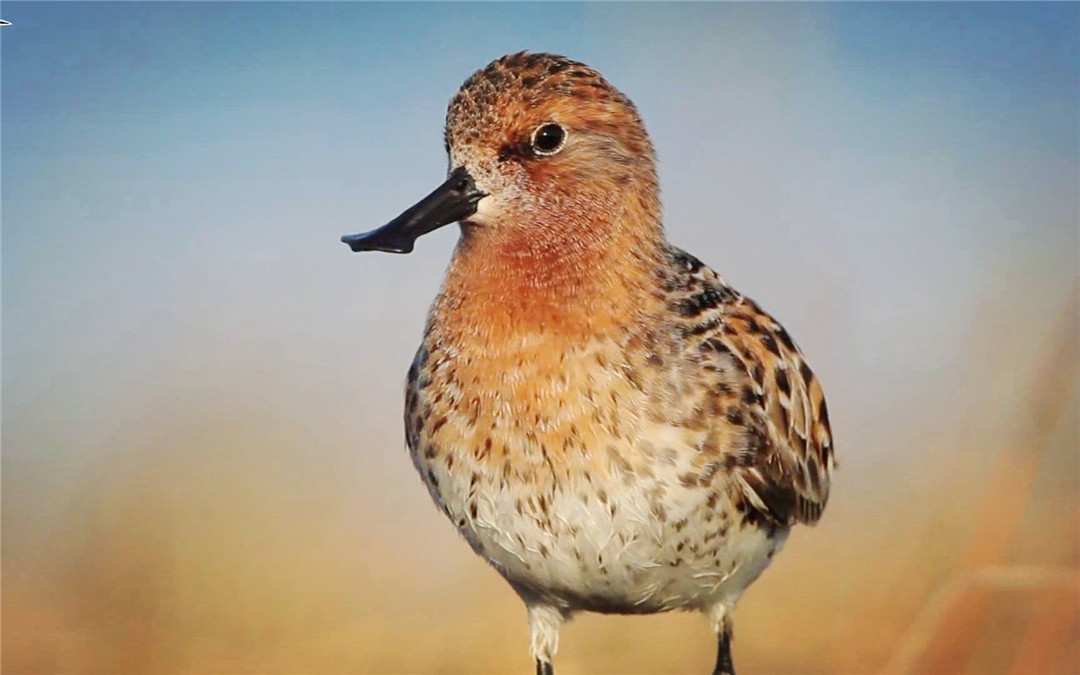 温州湾出现呆萌鸟，随地挖个坑就是“家”，总把嘴巴插入软泥里