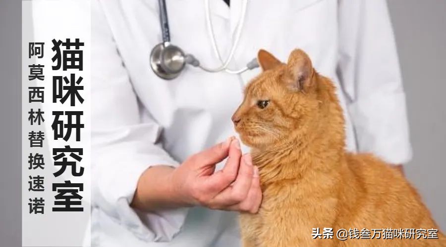 儿童阿莫西林可以给猫吃吗,阿莫西林可以给猫治感冒吗