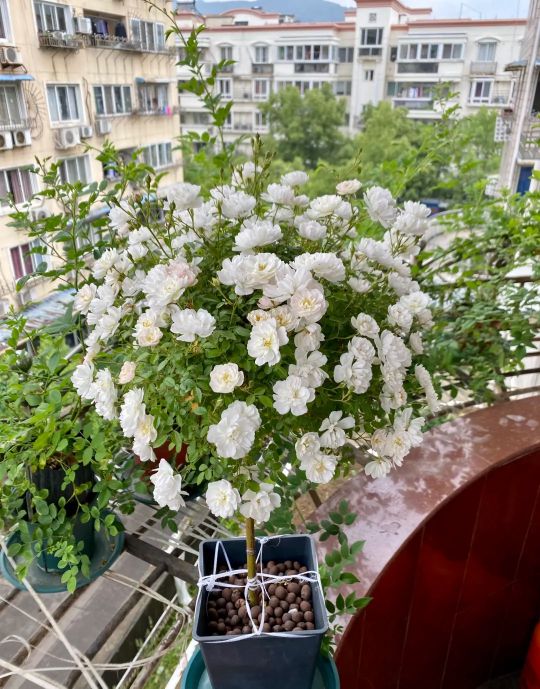 100种月季经典品种,100种经典月季品种