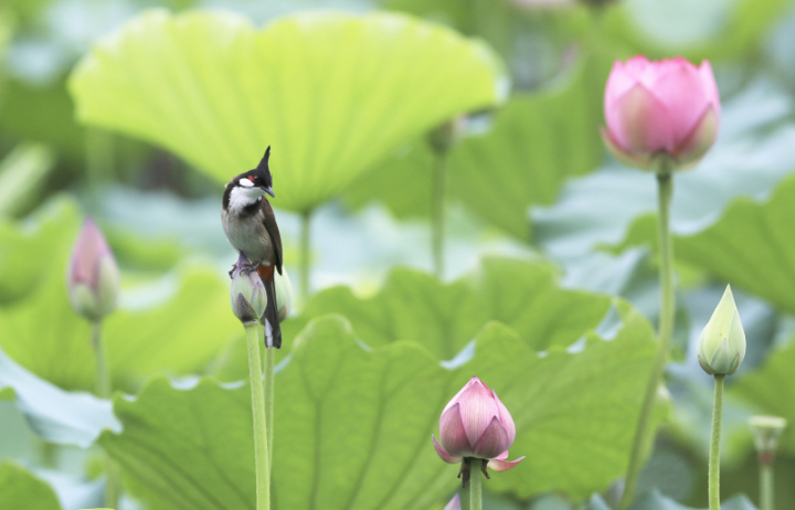 鸟中“C罗”来了!据说是西湖最酷的仔