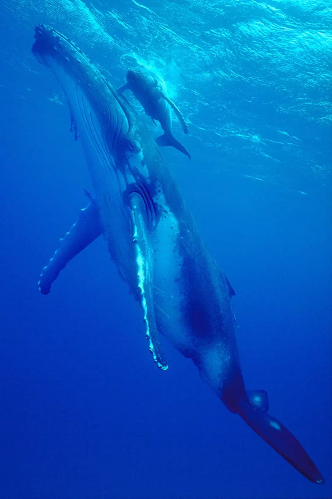 73岁老人被狼追杀,人类被鲨鱼猎杀的惊恐瞬间